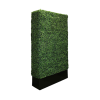 Tall Boxwood Wall Tall Boxwood Wall