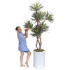 Mediterranean Agave Tree 8' Mediterranean Agave Tree 8'