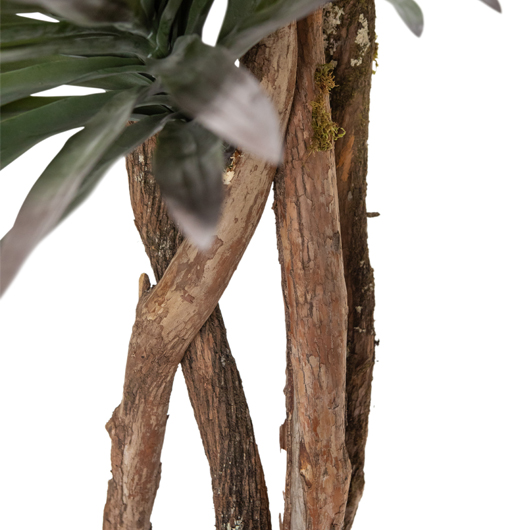 Mediterranean Agave Tree 8' Mediterranean Agave Tree 8'