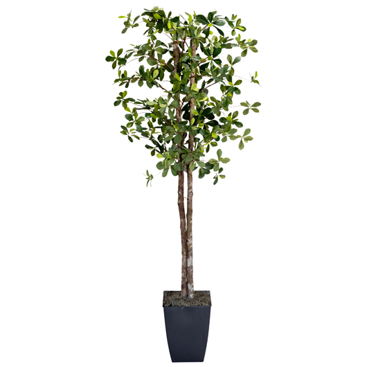 Fiddle Leaf Fig Tree 7'