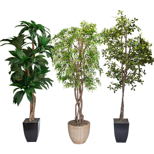 California Olive Tree 6' California Olive Tree 6'