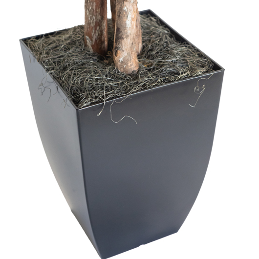 California Olive Tree 6'