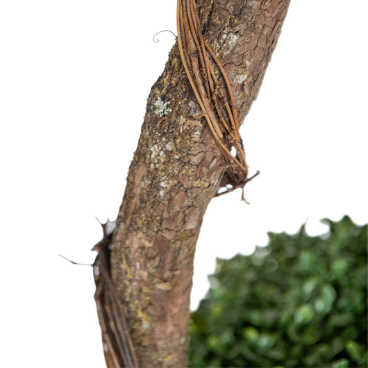 Topiary Boxwood Tree 7' Topiary Boxwood Tree 7'