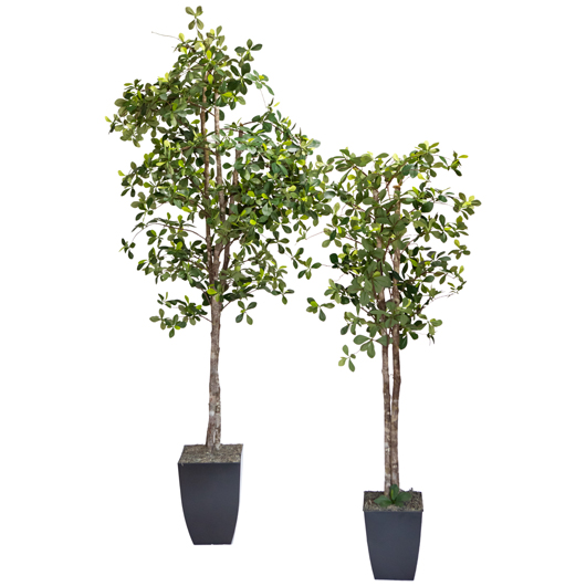 California Olive Tree 6' California Olive Tree 6'