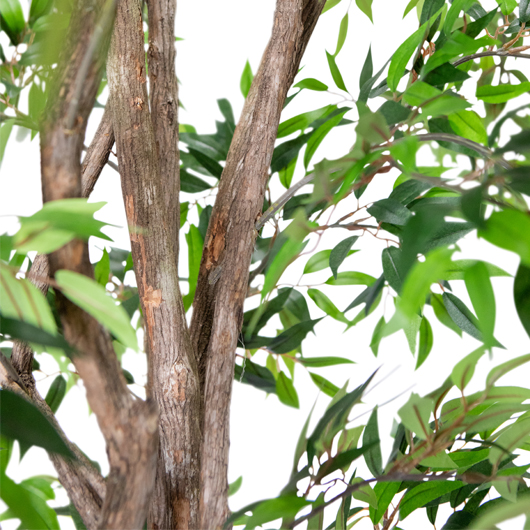 Flatleaf Evergreen Tree 7.5'