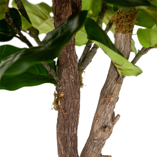 Fiddle Leaf Fig Tree 7'
