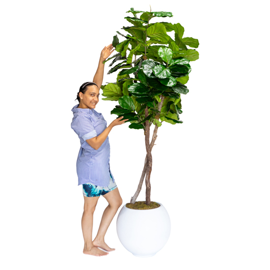 Fiddle Leaf Fig Tree 7'