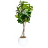 Fiddle Leaf Fig Tree 7'