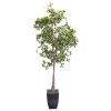 Fiddle Leaf Fig Tree 7' Fiddle Leaf Fig Tree 7'