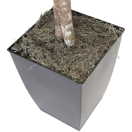 Banana Palm Tree 8' Banana Palm Tree 8'