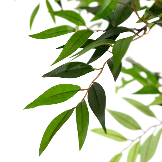 Flatleaf Evergreen Tree 7.5'