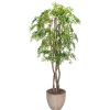 Flatleaf Evergreen Tree 7.5'
