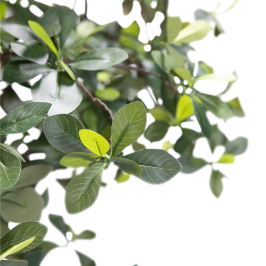 California Olive Tree 6' California Olive Tree 6'