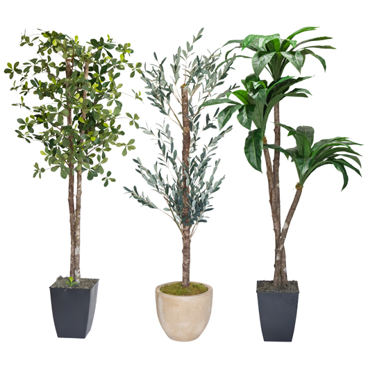 California Olive Tree 8' California Olive Tree 8'