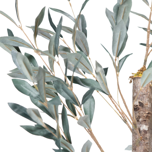 Italian Olive Tree 6ft