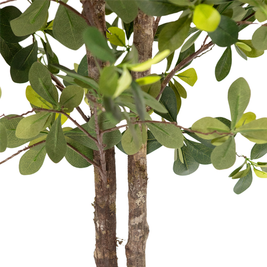 California Olive Tree 6' California Olive Tree 6'