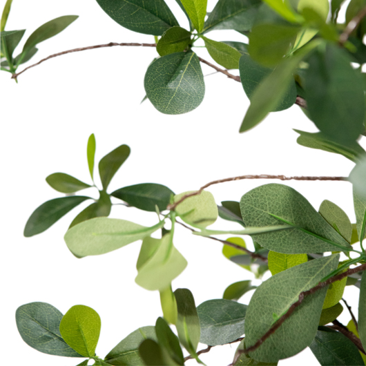 California Olive Tree 6' California Olive Tree 6'