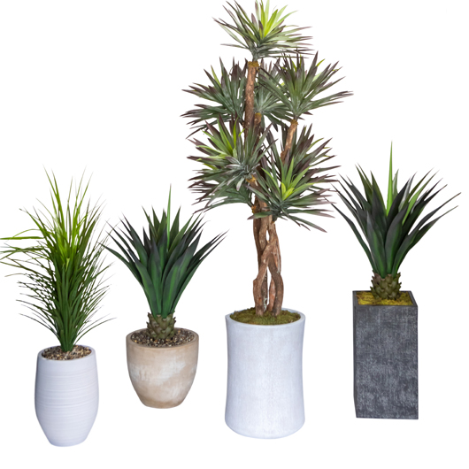 Agave Short 4' Agave Short 4'