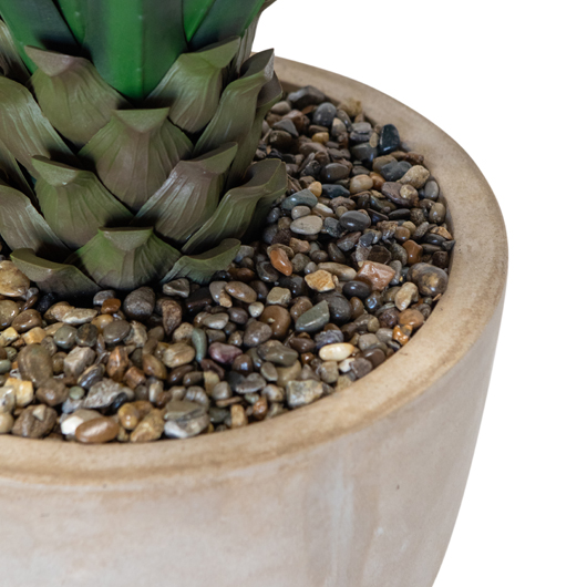 Agave Short 4' Agave Short 4'