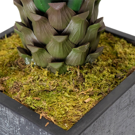 Agave Tall 5.5' Agave Tall 5.5'