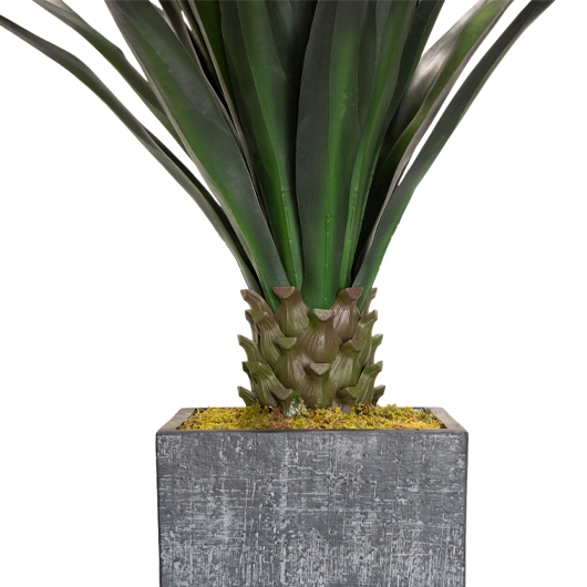 Agave Tall 5.5' Agave Tall 5.5'